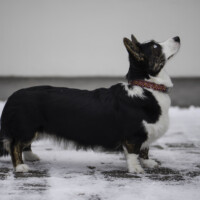 Flutwelle Ruby Rosita