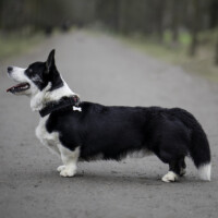 East Fortress Betmen