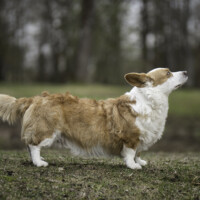 Lord of the Seven Kingdoms Dummles