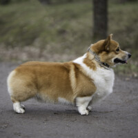 Sol Canis Blanket Flower