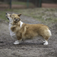 Thistleberry Raindrop