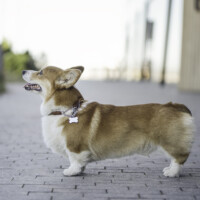 Astersland Trick Or Treat