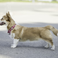 Astrum Lyra Ex Valhalos Sargas