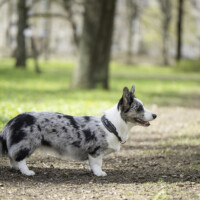 Blue Sirius Falling In Love