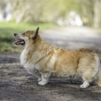 Chess Sopretty Round Robin