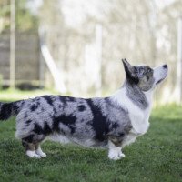 Cooper Bradley Reve Rose