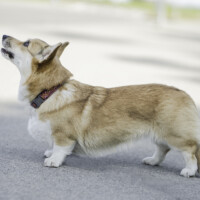 Cosmopaws Sweet Wisteria