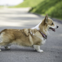 Sol Canis Cristal Lady