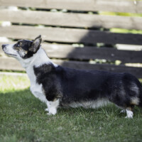 Suchastellar Behind The Apple Tree