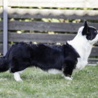 Suchastellar Find It Out