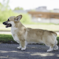 Z-Merlin Ursa Major 'Pro