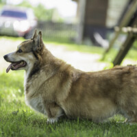 Astersland After Me Please