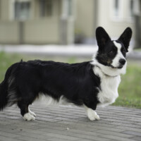 Astersland Captain Kloss