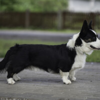 Astersland Carte Blanche