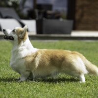 Astersland Of Course