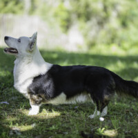 Flutwelle Ruby Ralph