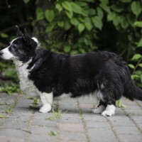 Margarita Nigra Karma