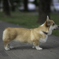 Petrushkina Igrushka Sharlotta