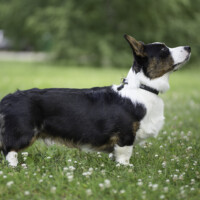 Suchastellar Here I Come