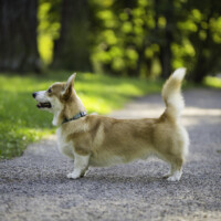 Cambrica Ponies Biscuit