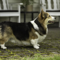 Astersland Bohemian Rhapsody