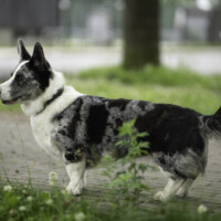 Blue Sirius Child Of Nature