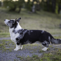 Blue Sirius Don't Ever Change