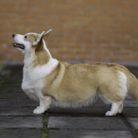 Cambrica Ponies Berta