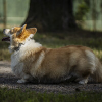 Corgirix King Of My Heart